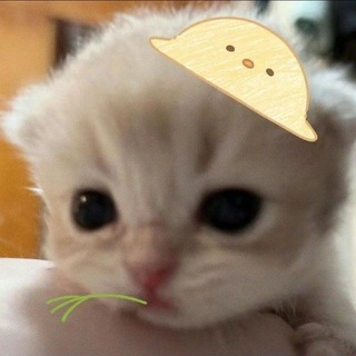 Telegram profile photo for 含含核验频道