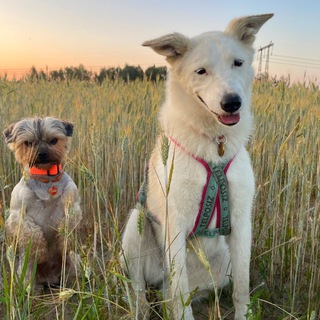 Telegram profile photo for малые путешественники
