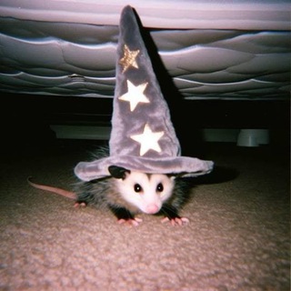 Telegram profile photo for Wizposting