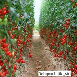 Telegram profile photo for Dehqonchilik siri