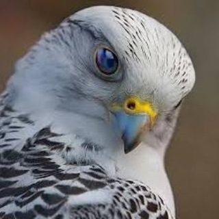 Telegram profile photo for ایردراپSHAHIN