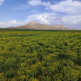 Telegram profile photo for کانال رسمی قزلجه حاجیلو