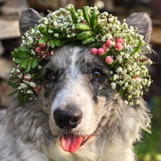 Telegram profile photo for Коржик Лекса