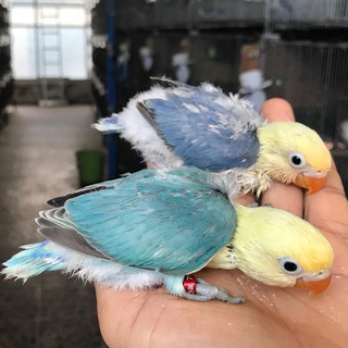 Telegram profile photo for خرید و فروش طوطیسانان پرنده رنگارنگ love bird