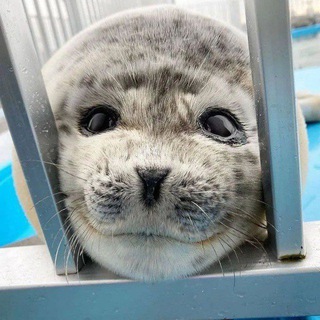 Telegram profile photo for Pinnipeds confession♡daily 2.0