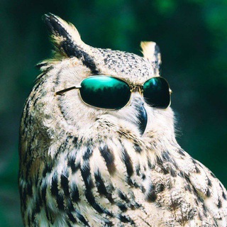 Telegram profile photo for Совач