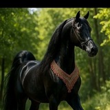 Telegram profile photo for خيل عربي اصيل