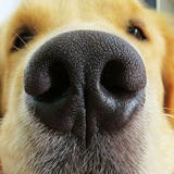 Telegram profile photo for Потеряшки Новороссийск