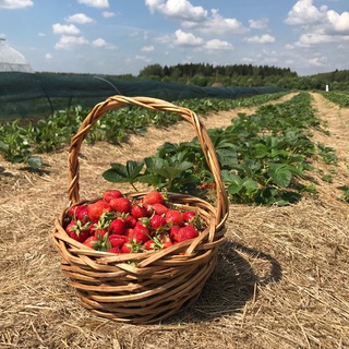 Telegram profile photo for Долгиниха.рф ягодные просторы
