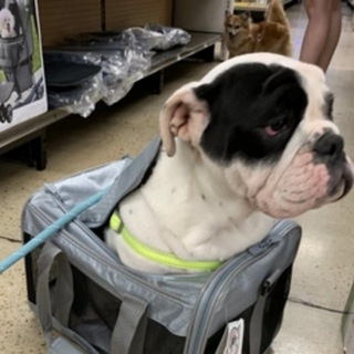 Telegram profile photo for $WOOF on Aptos I Portal