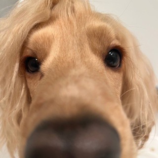 Telegram profile photo for сырная тарелка