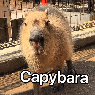 Telegram profile photo for Capybaras