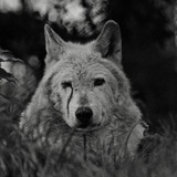 Telegram profile photo for PhOeNiX