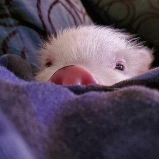 Telegram profile photo for Qt piggies