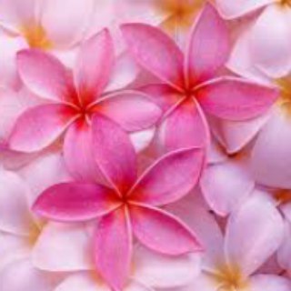 Telegram profile photo for المطهّرون