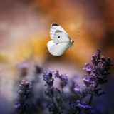Telegram profile photo for بـآنتظـآر آلآمــل🦋