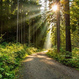 Telegram profile photo for Wald Leben Tipps
