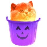 Telegram profile photo for Кошка ведерко
