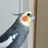 Telegram profile photo for кор тинки