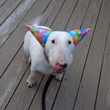 Telegram profile photo for Целевая дины которая ушла на мультифандом офишел