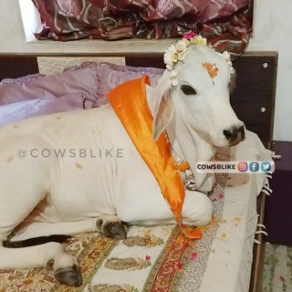 Telegram profile photo for cowsblike