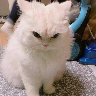 Telegram profile photo for Потайное Логово Нека