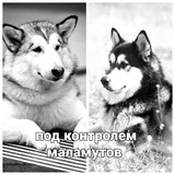 Telegram profile photo for Обовсем и по немногу.
