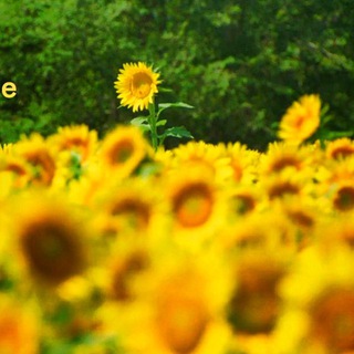 Telegram profile photo for روزی روزگاری؛ مونیخ🌻