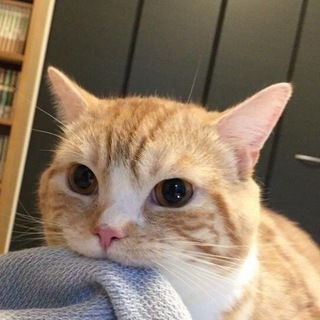Telegram profile photo for /котики/