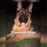 Telegram profile photo for diamond dogs💍