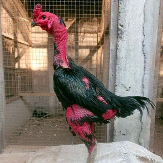 Telegram profile photo for Ganoy vetnam tozzalari.
