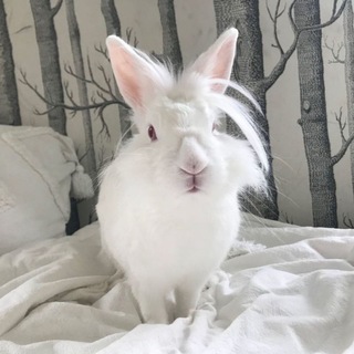 Telegram profile photo for Random Buns