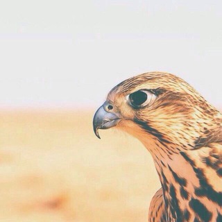 Telegram profile photo for عذب القصيد💭💗 ֆ'