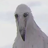 Telegram profile photo for Упоротые чайки