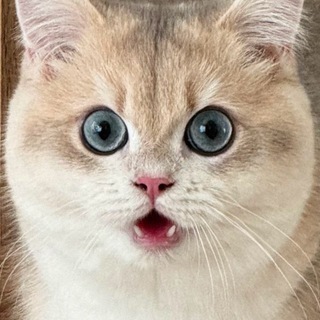 Telegram profile photo for LOUIS lee