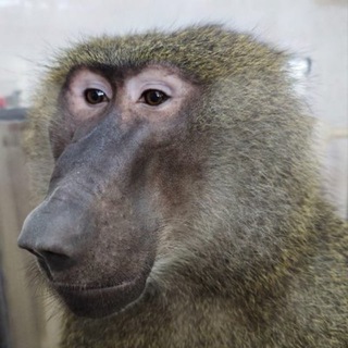 Telegram profile photo for ELVIS NEWS