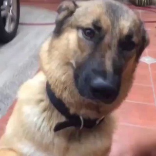 Telegram profile photo for Гифки с животными