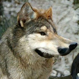 Telegram profile photo for Мудрый клык о жизни