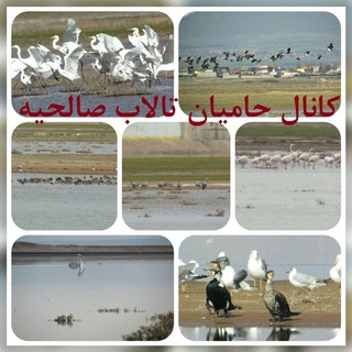 Telegram profile photo for کانال حامیان تالاب صالحیه