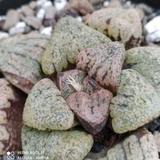 Telegram profile photo for Haworthia.royal.mashad