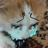 Telegram profile photo for Я краду деруни з твого двору :D