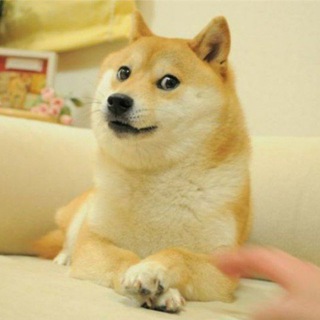 Telegram group profile photo for Own The Doge $COCORO