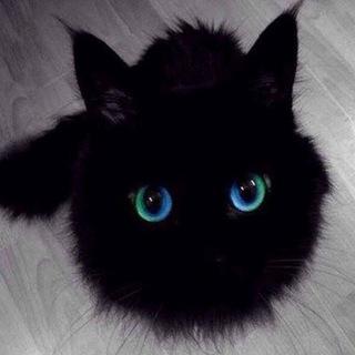 Telegram profile photo for $jacky CTO Portal
