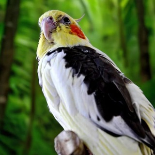 Telegram profile photo for ЗАВОДЧИК ПОПУГАЕВ КОРЕЛЛА🦜