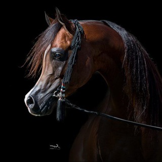 Telegram profile photo for Horse Championship ⚜ اسب قهرمان