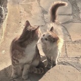 Telegram profile photo for Cute bro.