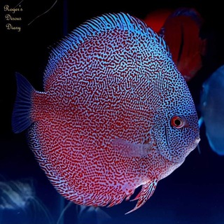 Telegram profile photo for Discus atlas (irandiscus)