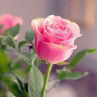 Telegram profile photo for برنامه های پولی آیفون
