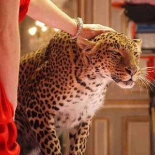 Telegram profile photo for الأثمان .