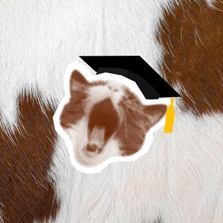 Telegram group profile photo for SE: teach&learn